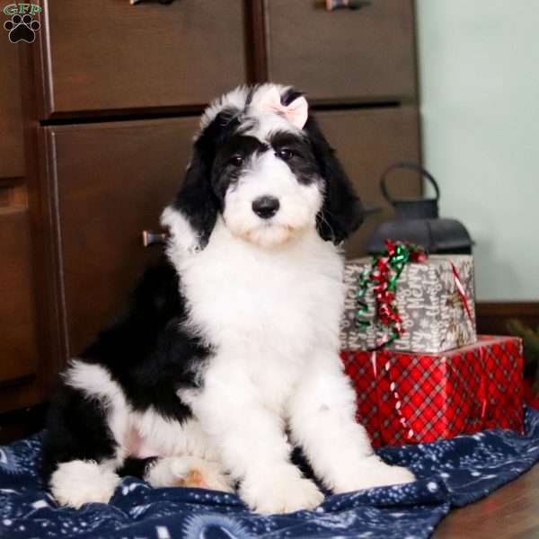 Charlotte, Sheepadoodle Puppy
